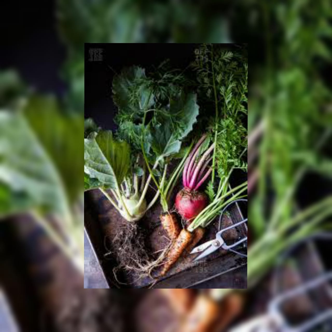 Pak Organic Roots | Lahore