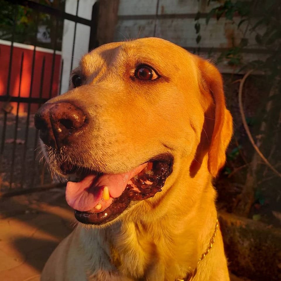 SANDY -The Labrador