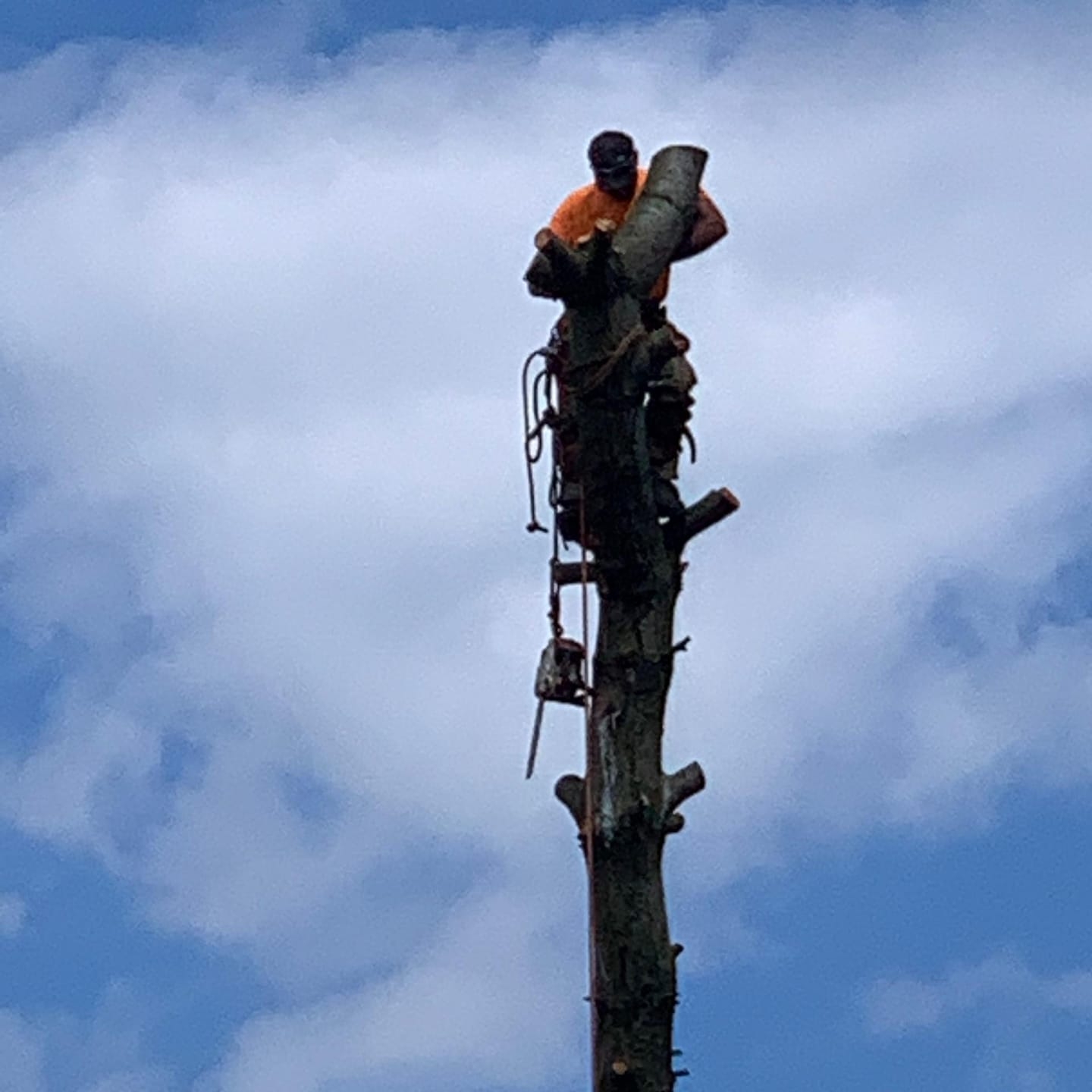 Out On A Limb Tree Service | Dennison OH