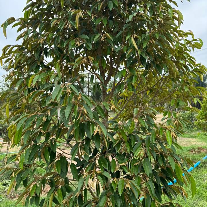 ចម្ការ តា-តួក/ Ta-Tourk Plantation | Kampot