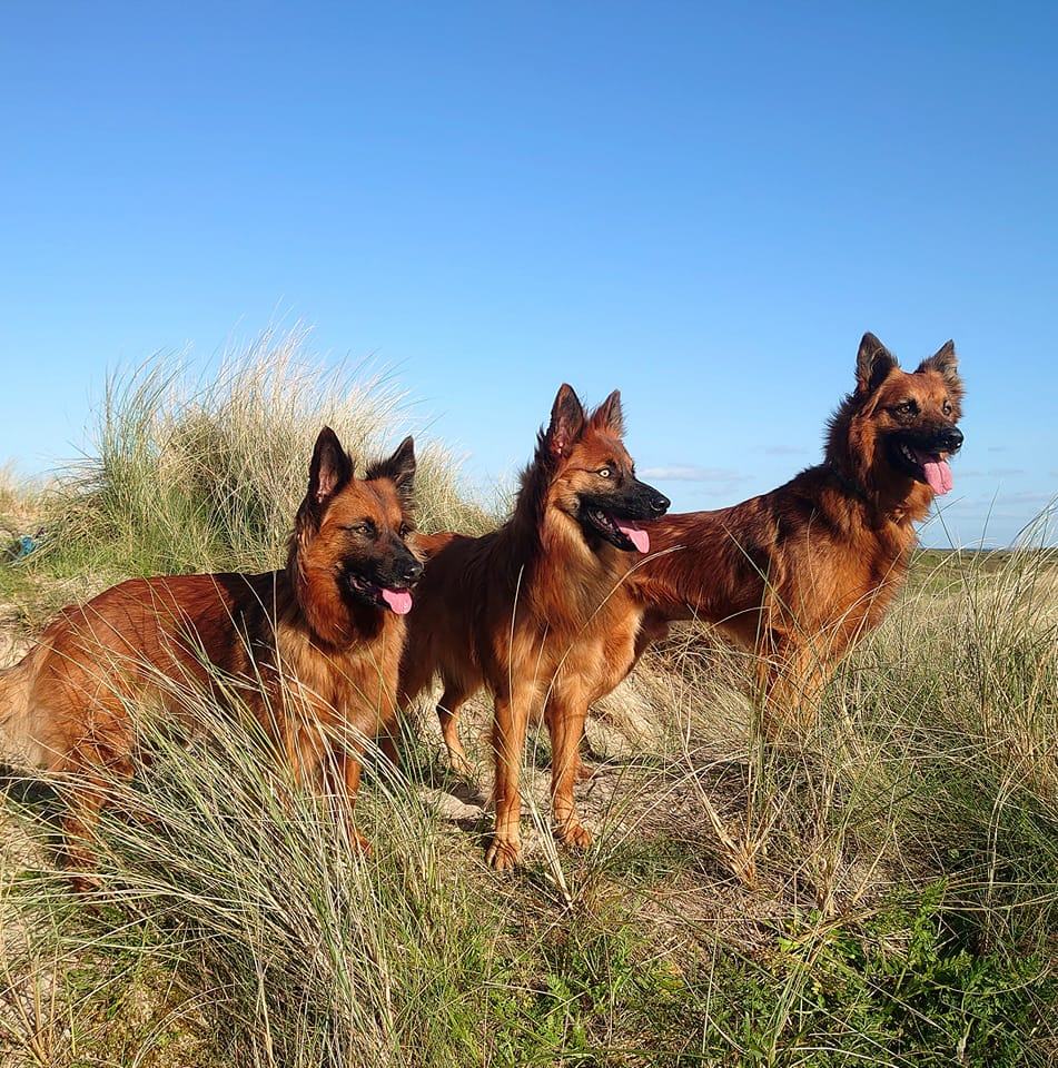 Harzer Fuchs Zucht 
