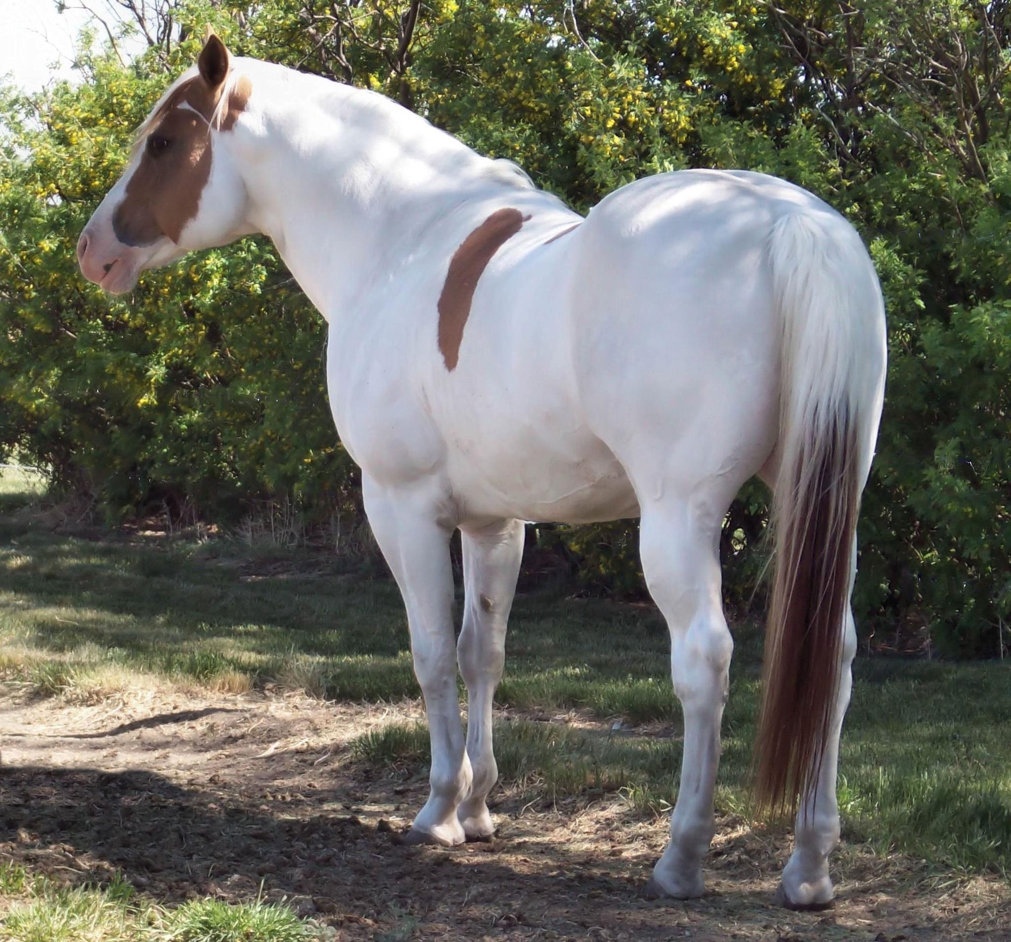 Kingofhearts McCue Red Dun Tovero Stallion