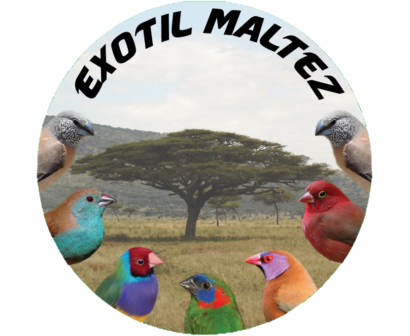 Exotil Maltez