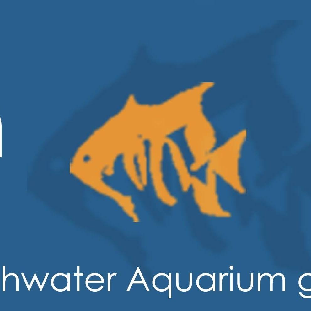 🚨 SUB-$20 MARINE FISH ARE BACK! Haven't seen prices like this in YEARS ...