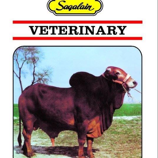 Saqalain International | Sialkot