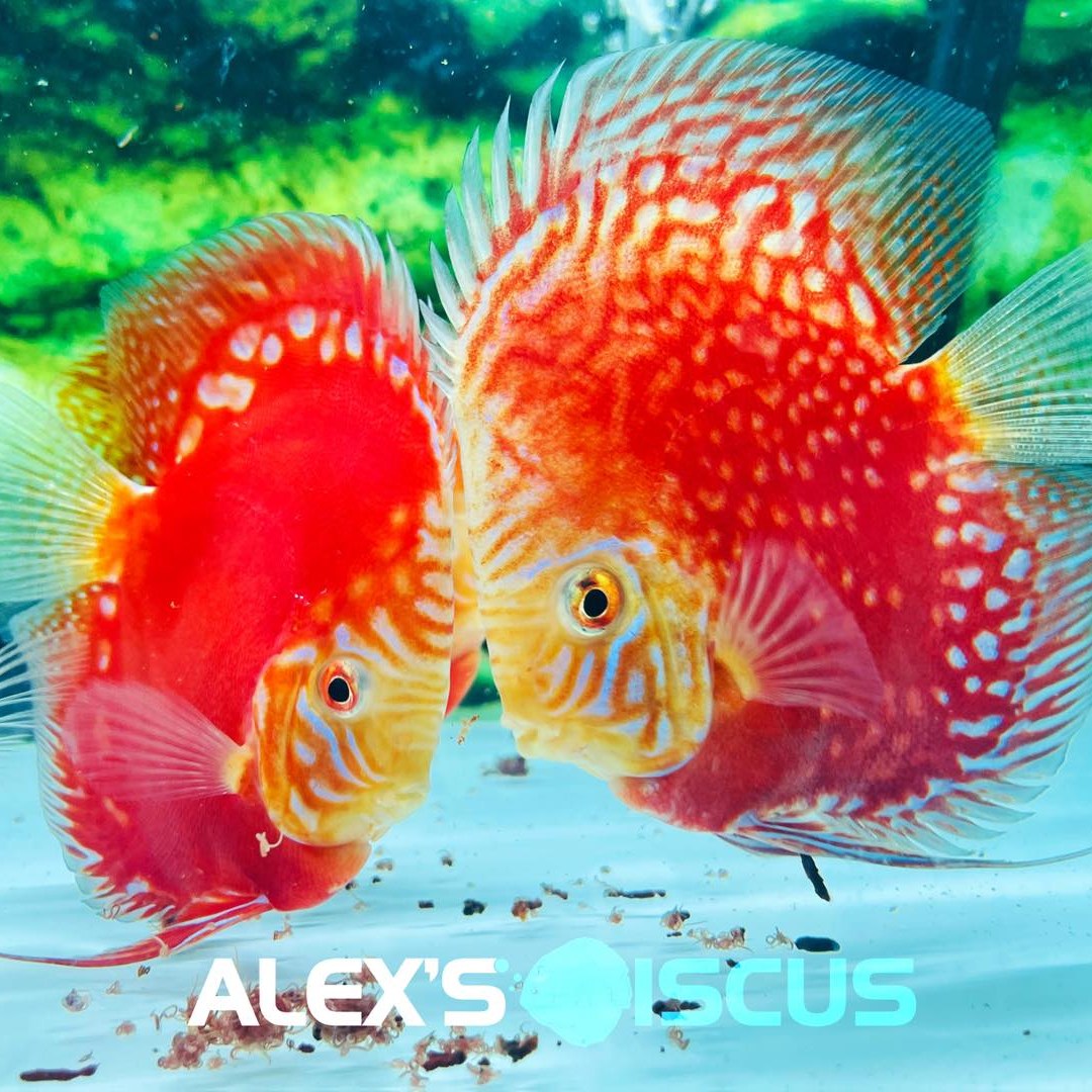 Alex’s Fish Cung Cấp Cá Dĩa - Pleco - Altum SG
