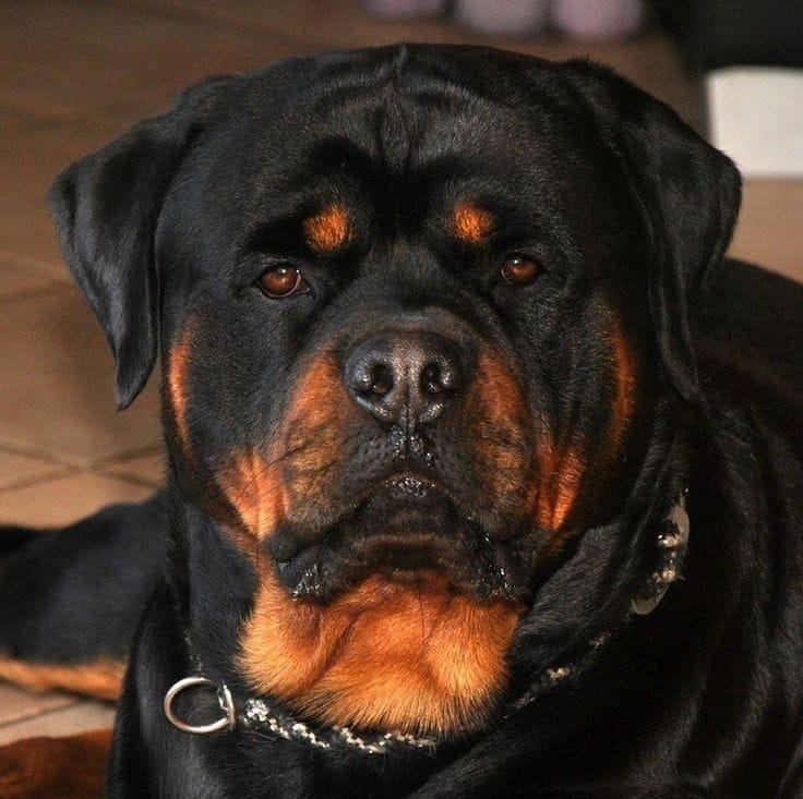 The Australian Rottweilers