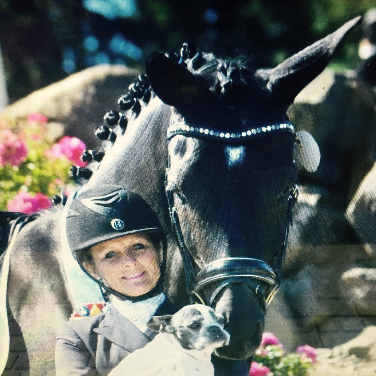Arabian Sport Horse Celebration | Auburn WA