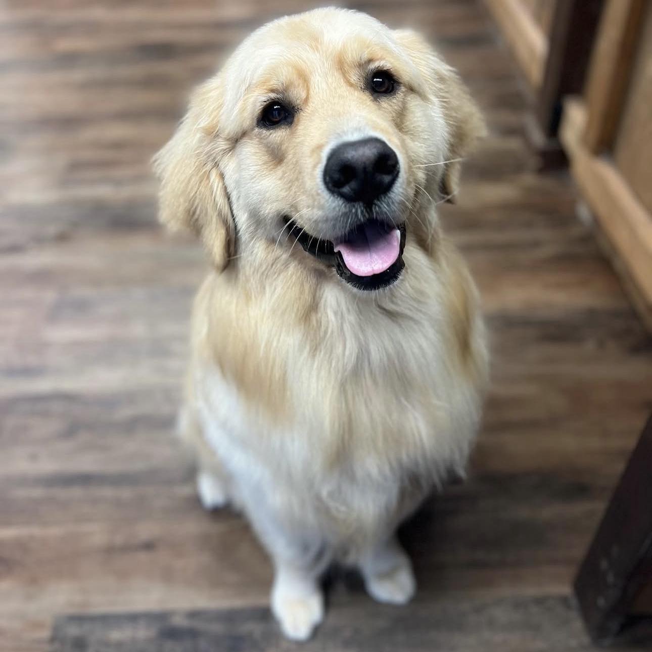 Northern Vermont Pet... - Northern Vermont Pet Grooming - Pet Grooming Conferences Vermont