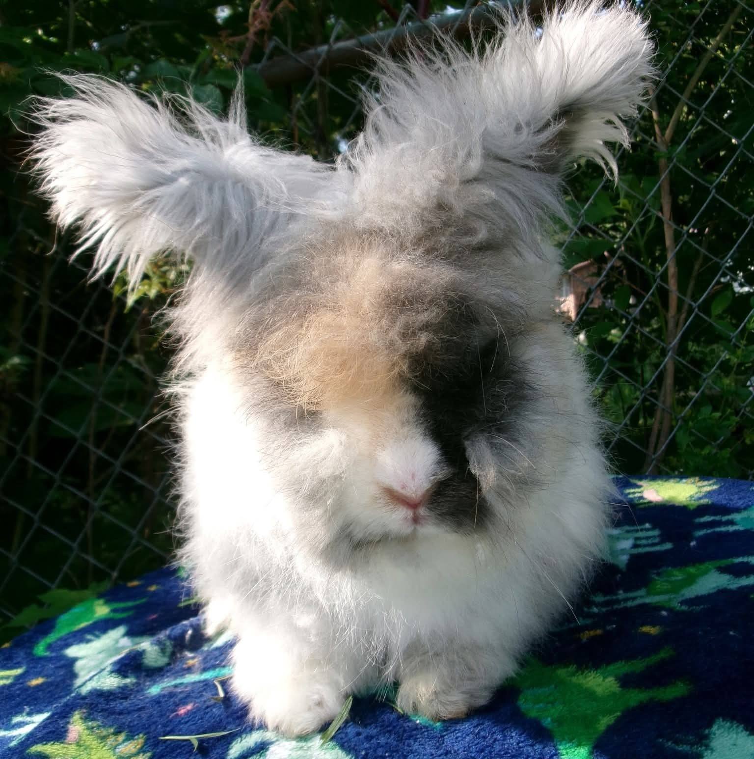 The internal struggle of 2.5 week old baby bunnies when it's chilly ...