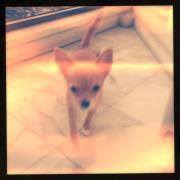 Profile for Pixie