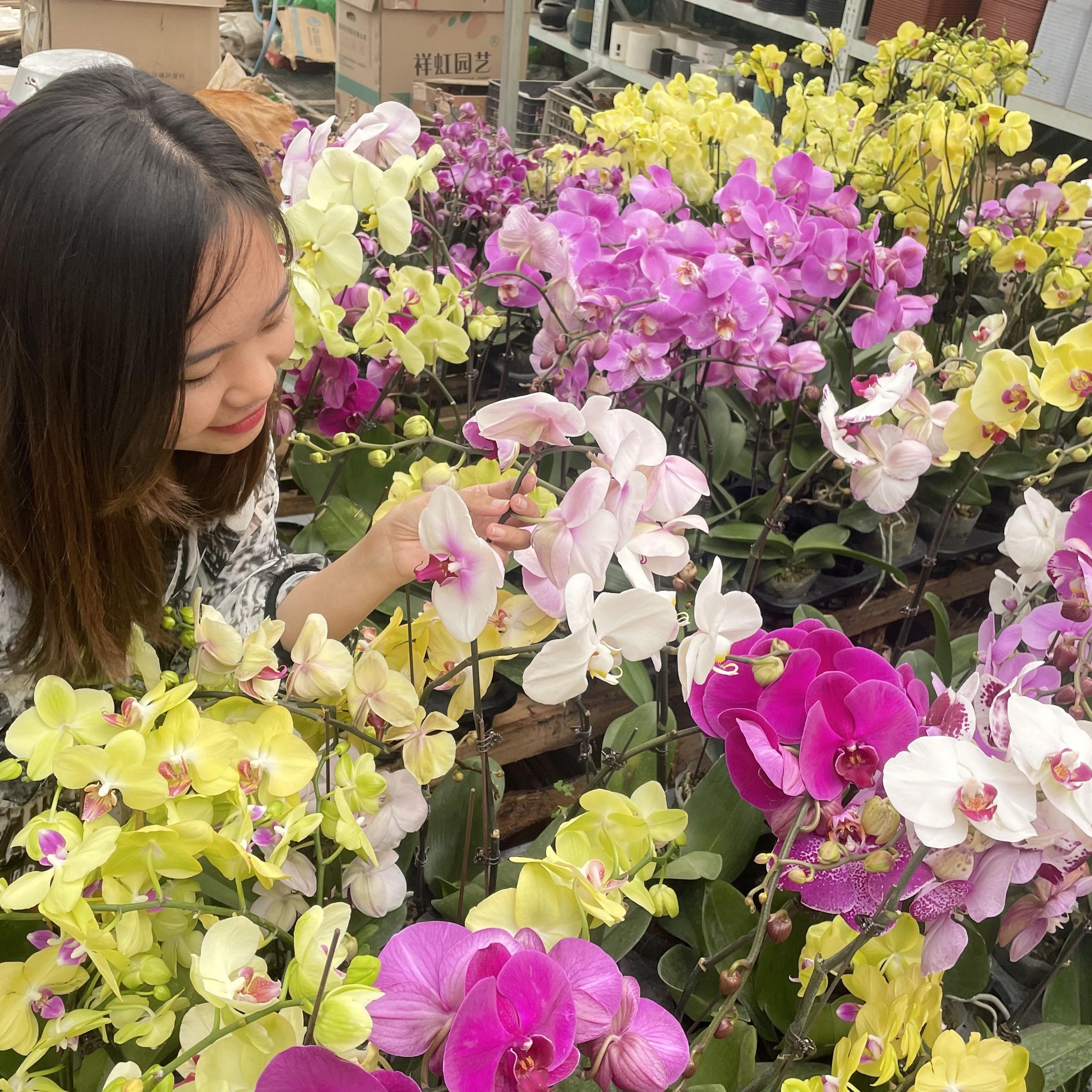 YYoon Flower & Plant Online Shop Maymyo