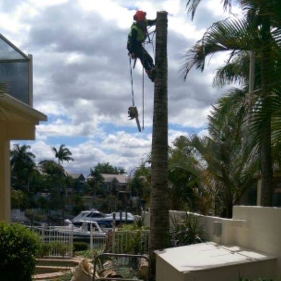 Gold Coast Palm Maintenance and Removal | Gold Coast QLD