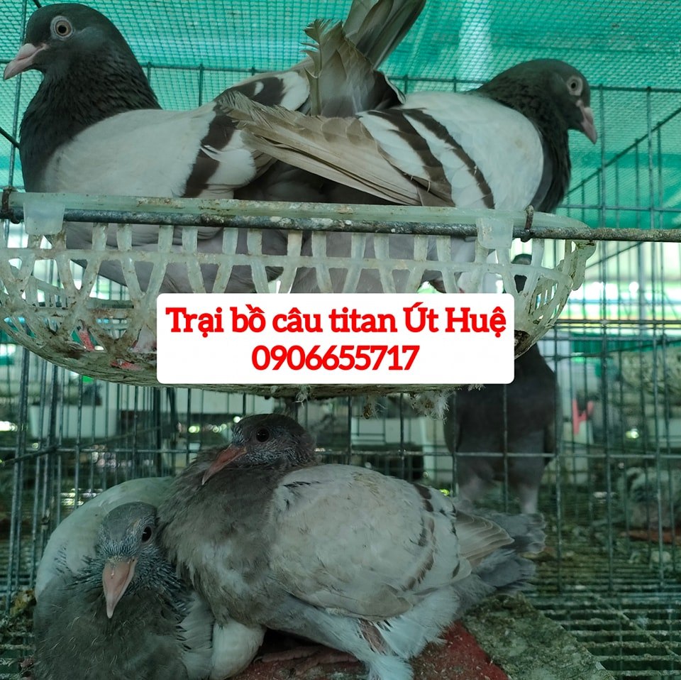 Bồ Câu Ra Ràng HCM