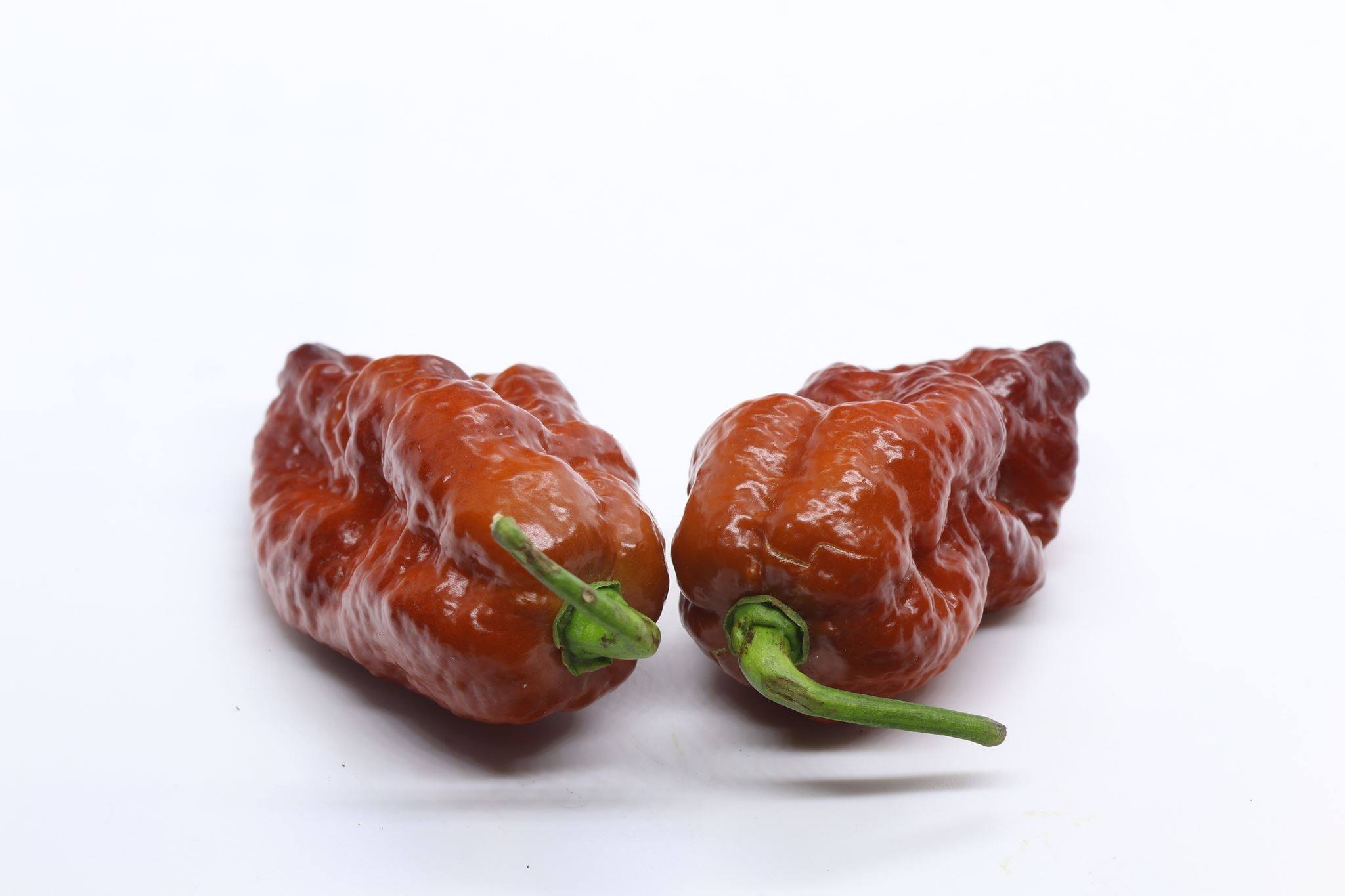 Chilli World - STORE | Sternberk