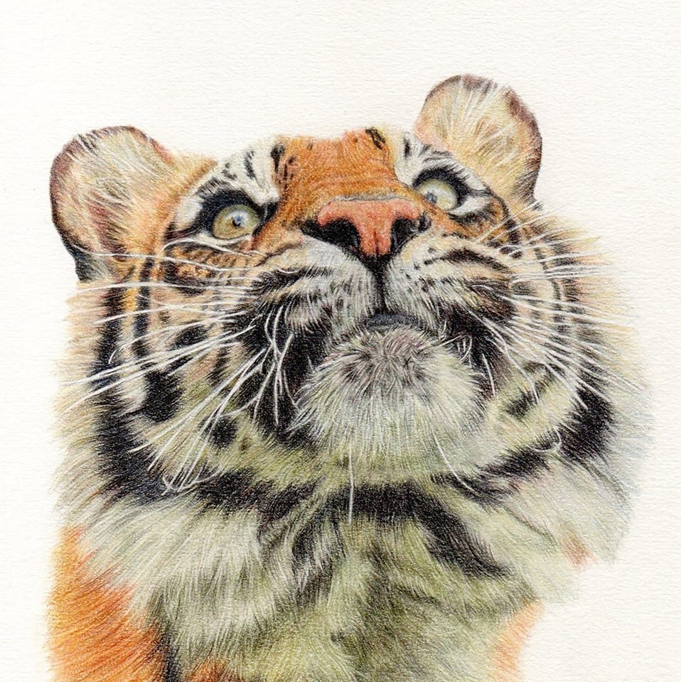 Sam Woodhouse Animal Artist