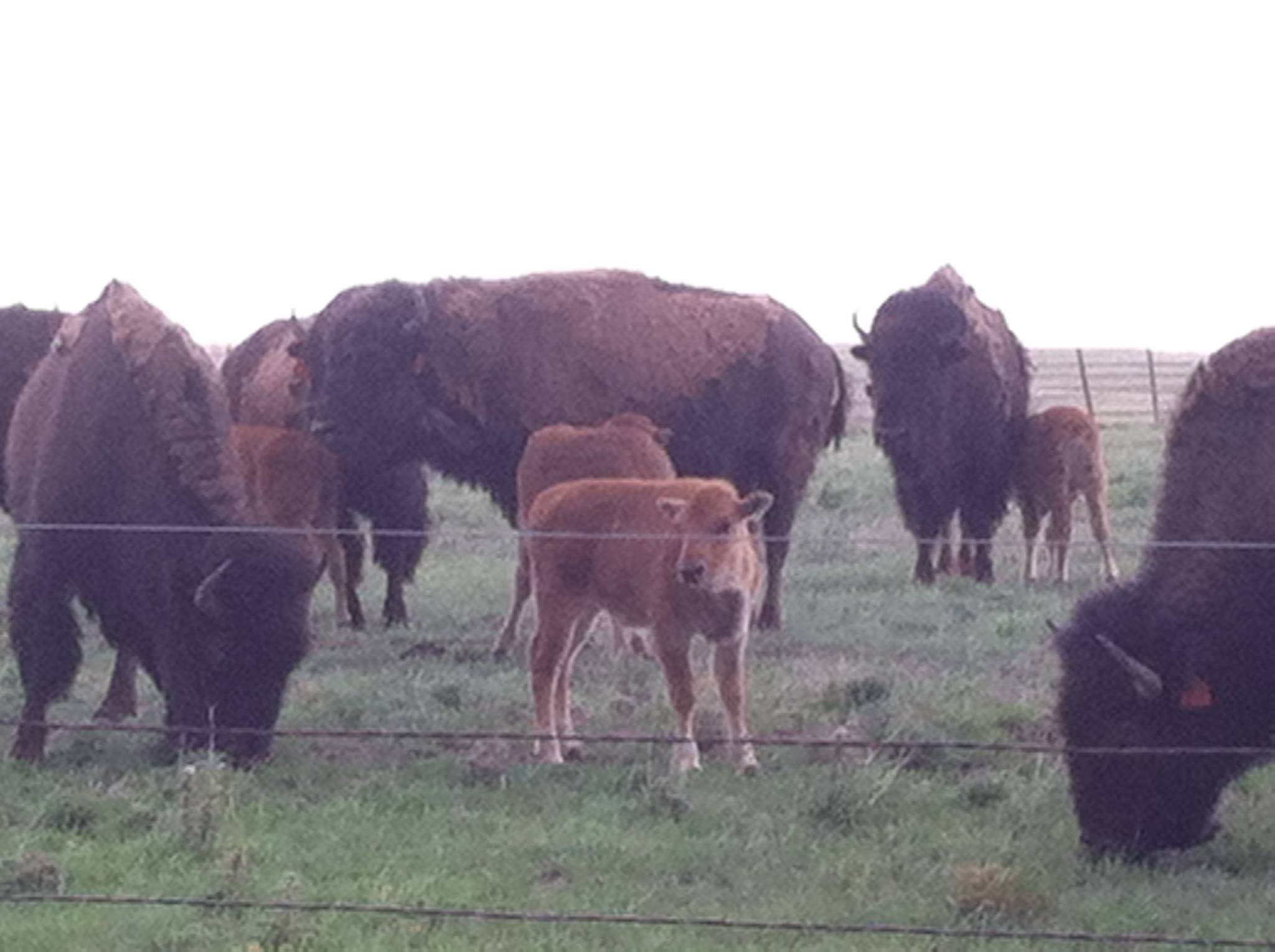 Nature's Comeback Bison Ranch | Nowata OK