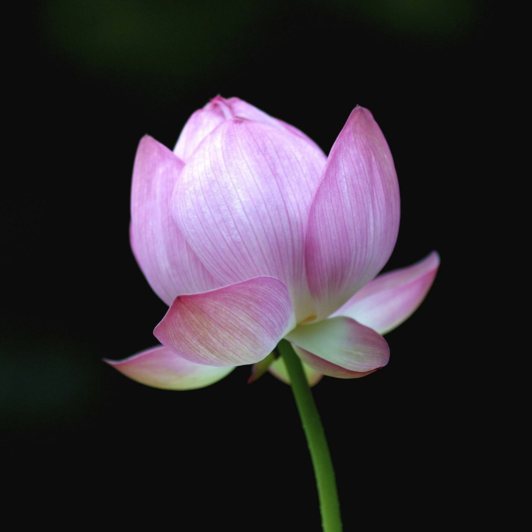 Hoa rơi cửa Phật