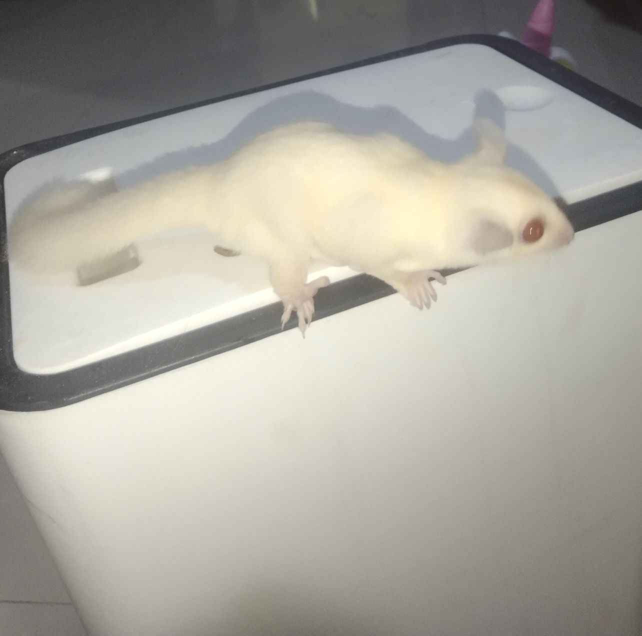 Sugar Glider Jakarta & Sekitarnya | Ruby leu betina, oop 12-12-2025 ...
