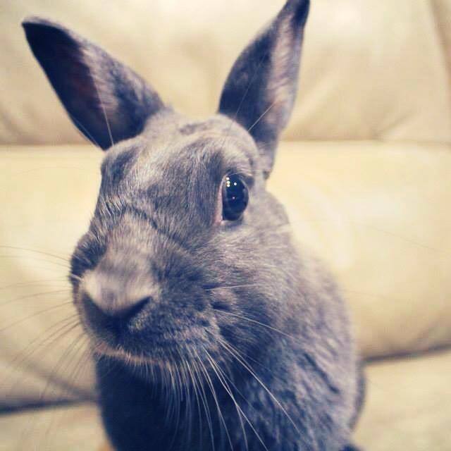 Rabbit_TORO