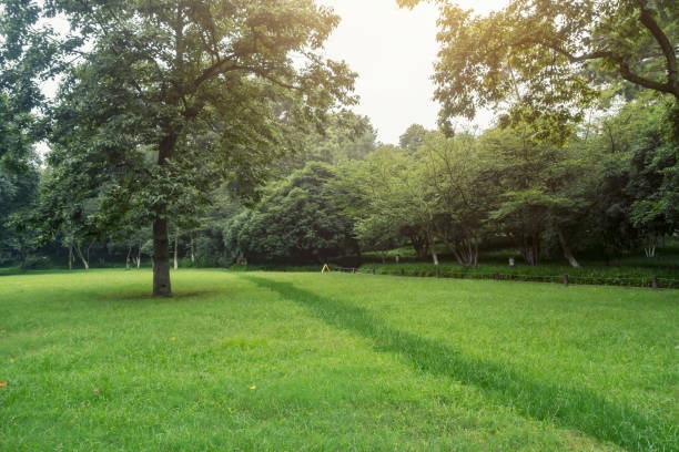 Eden Lawn Care & Tree Svc. | Lincoln NE