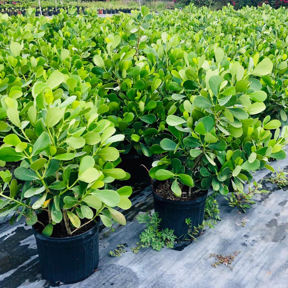 A & K Tree Farm | Southwest Ranches FL