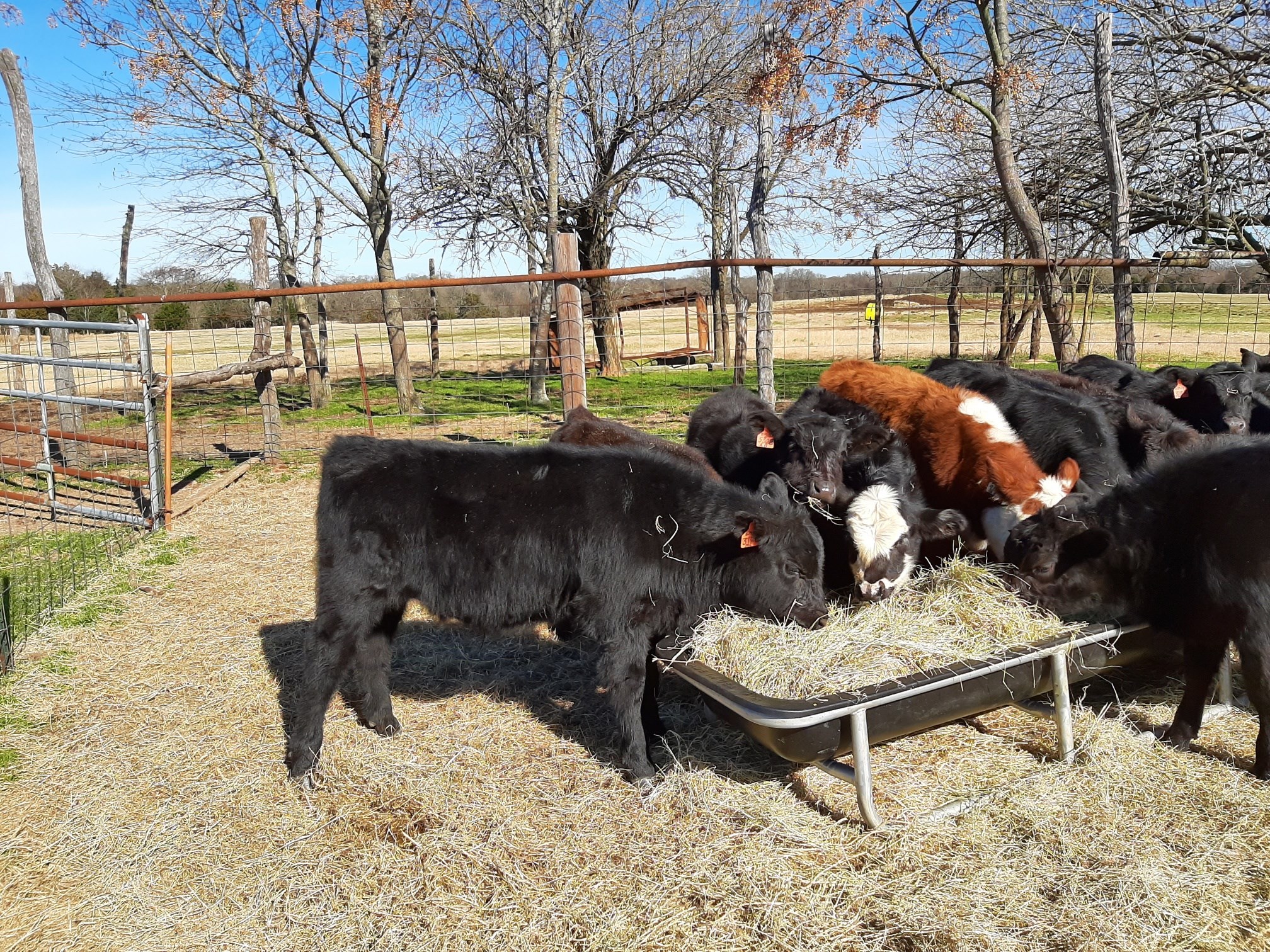 CS Cattle Company | Sulphur Springs TX