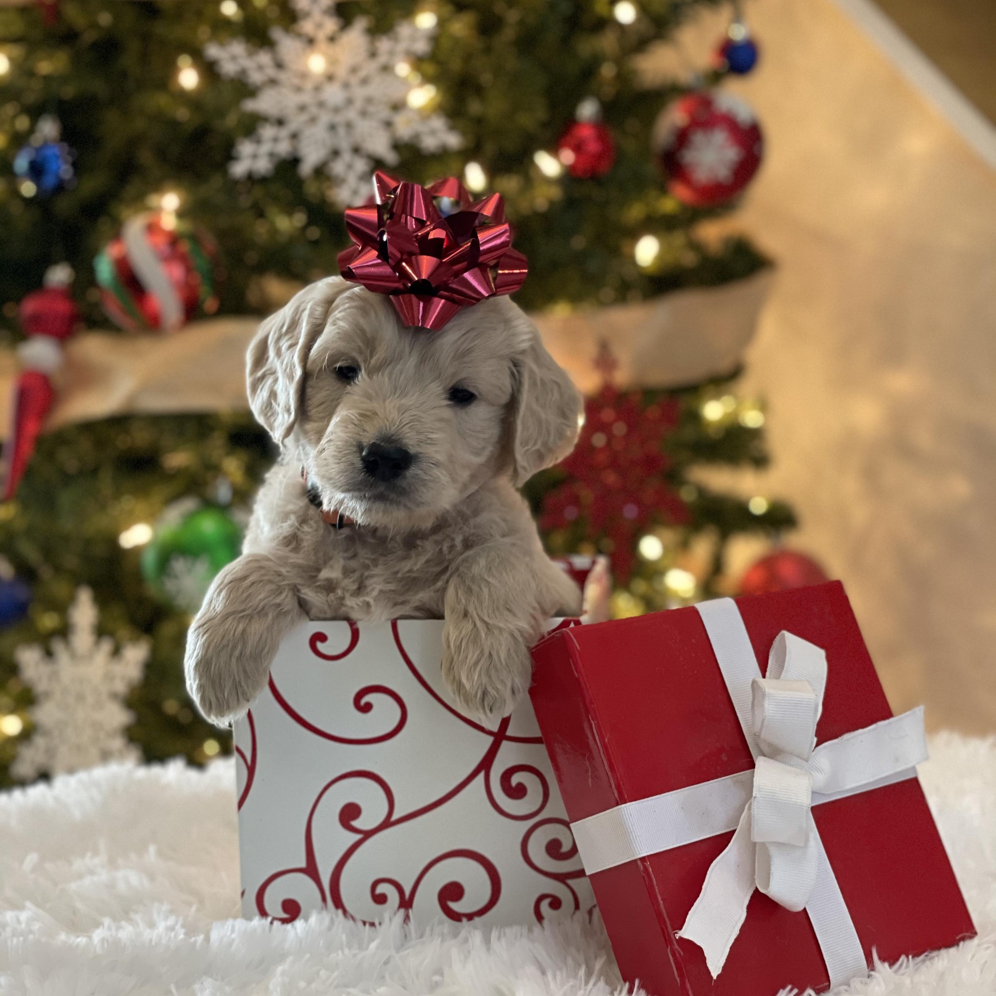 Alpine Angel Puppies