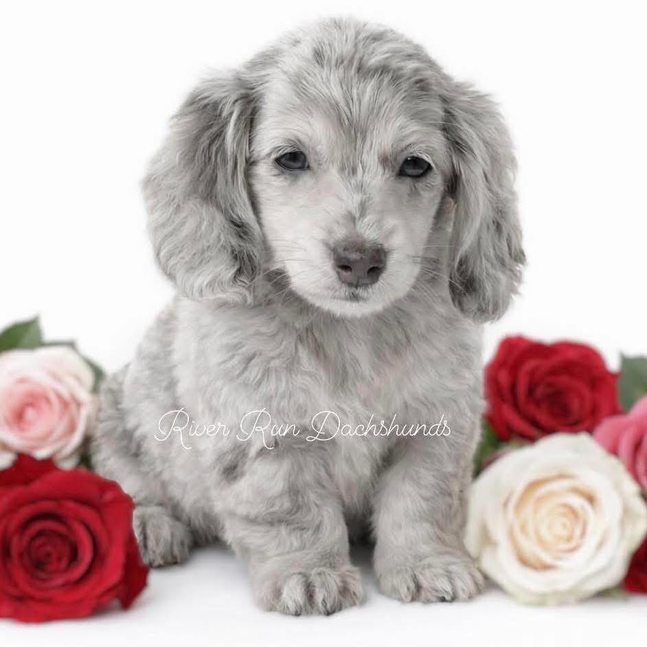 She's finally confirmed 2 years... - River Run Dachshunds | Facebook
