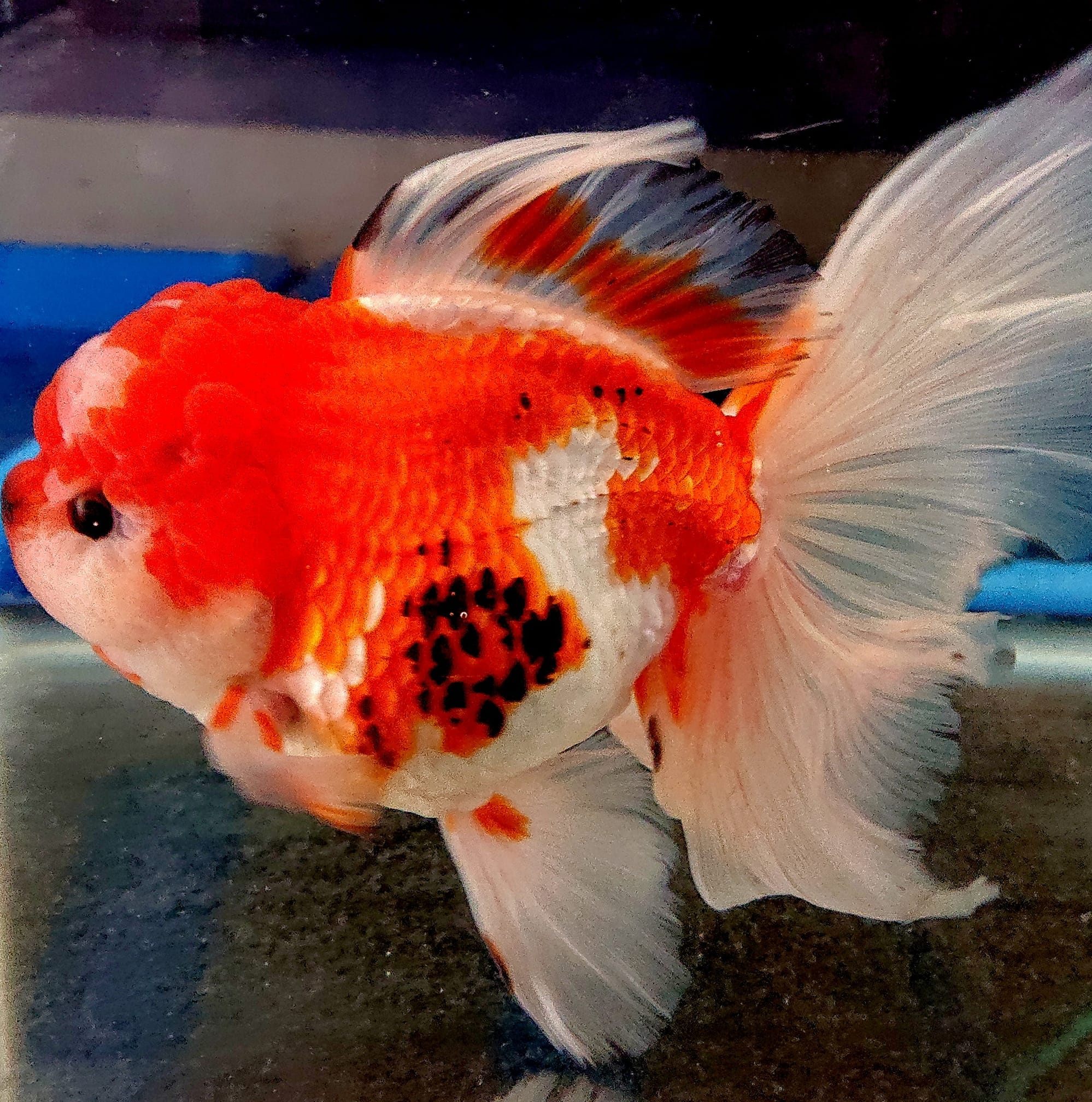 有）やまと錦魚園