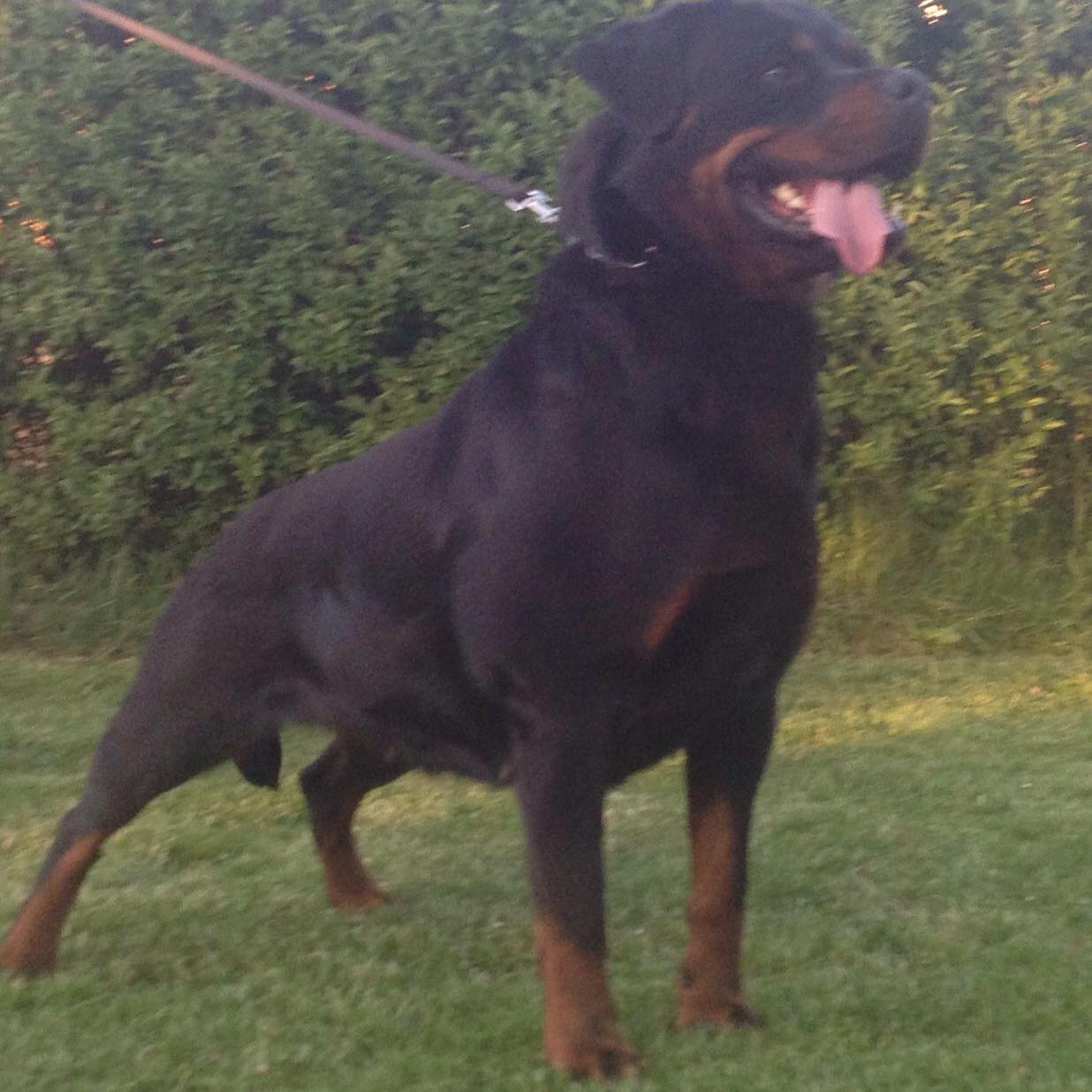 Royal Rottweiler Ranch Rottweiler