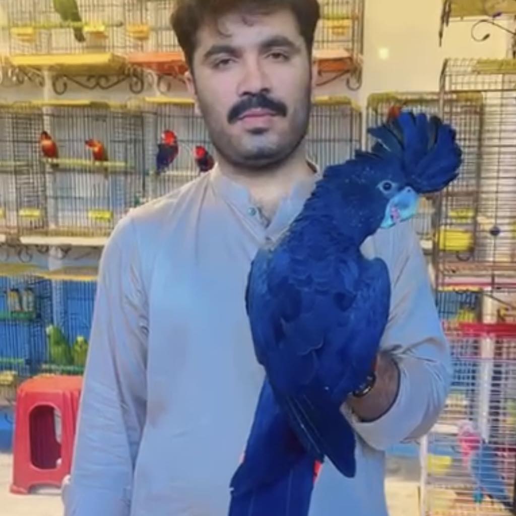 Rozi Khan | Karachi