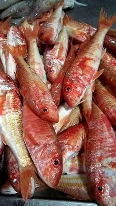 Asmak fish | Agadir