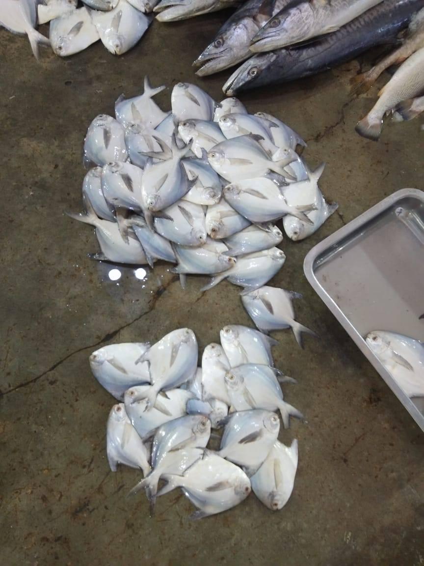 Al Rehman Fresh Fish | Karachi