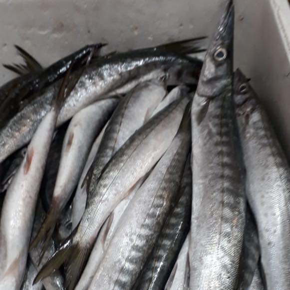 fresh-fish-abo-walid