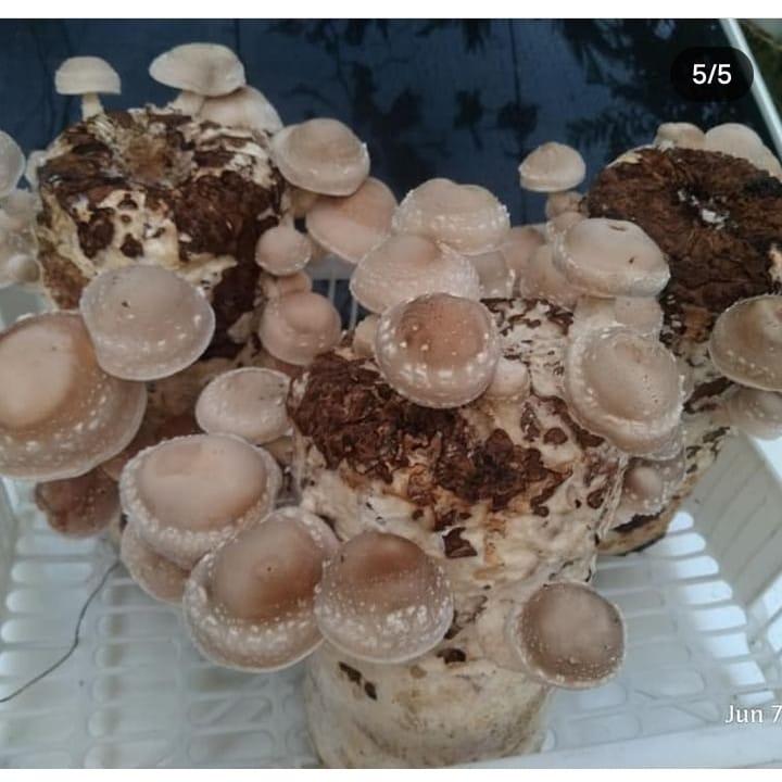 Rabara's Gourmet Mushrooms