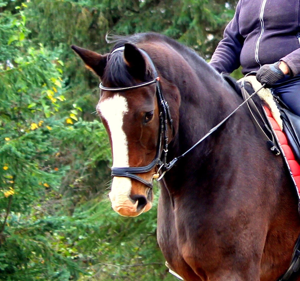 My AQHA mare Red has had the summer off. She got 3 sessions late June ...