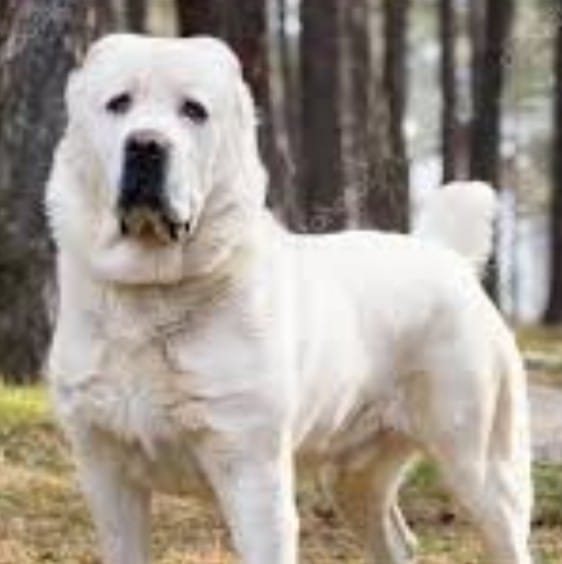 Dogs saleman
