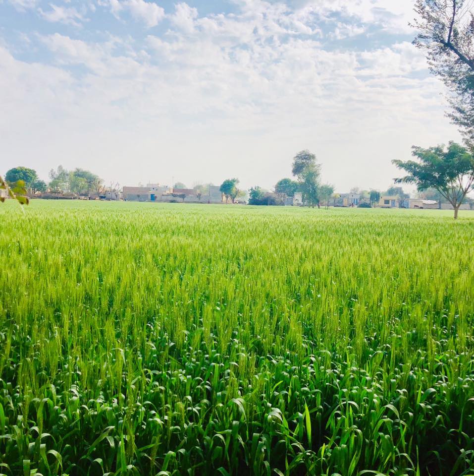 Ch Asif Agriculture Farms | Harunabad
