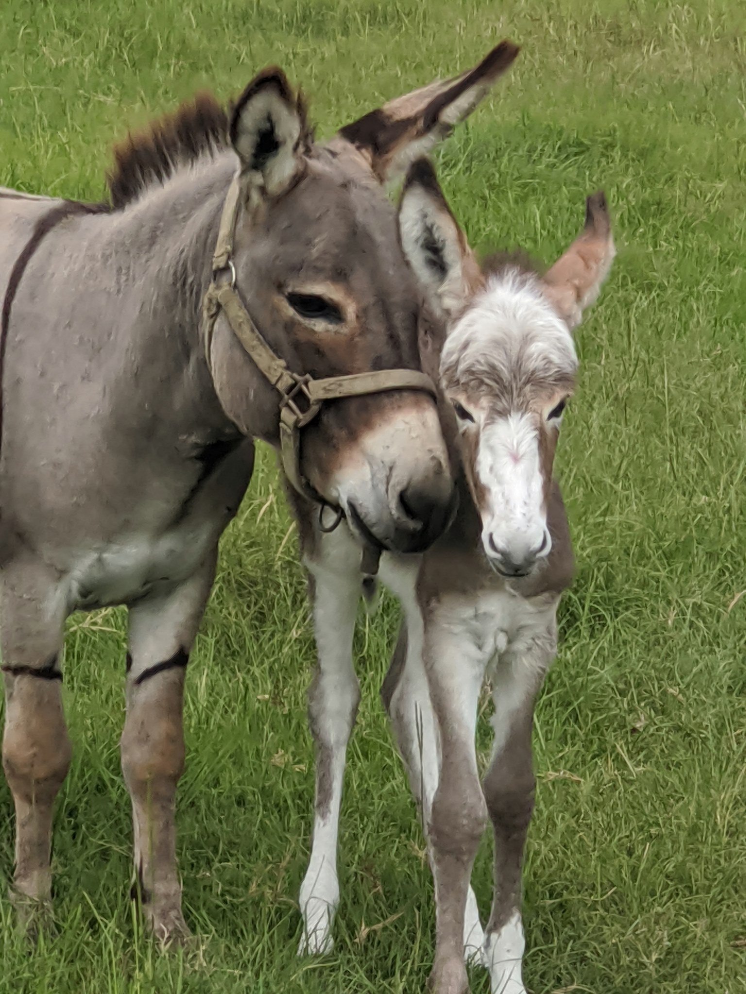 Coochee Creek Farms | Willacoochee GA