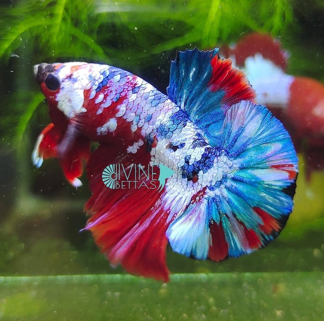 Betta Fish With Green Eyes