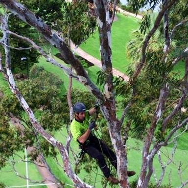 Tree Definitions Tree Services