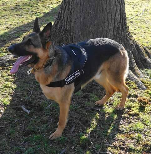 Flynn's Pet Tracking Service