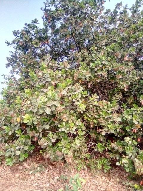 FOKAT FARMS