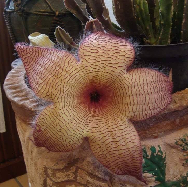 Mundo de plantas RAO