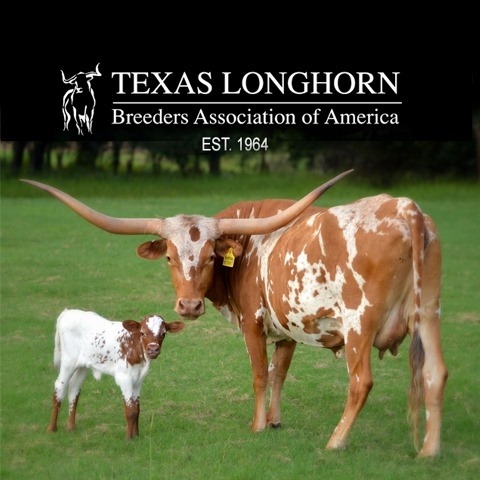 Double R Ranch Longhorns | Grandview TX