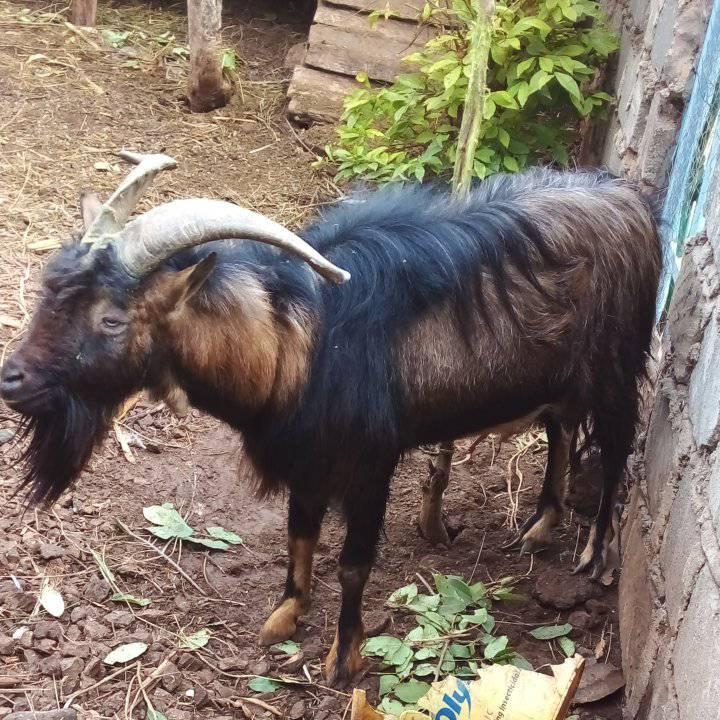 This is an ibex, can this animal be used to cross breed goats? | Facebook