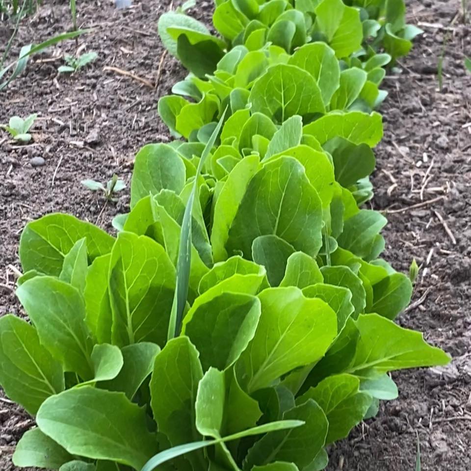 Milaca PLANT Exchange