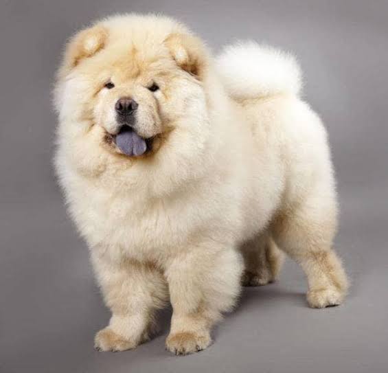 chow-chow-dogs-available-in-egypt