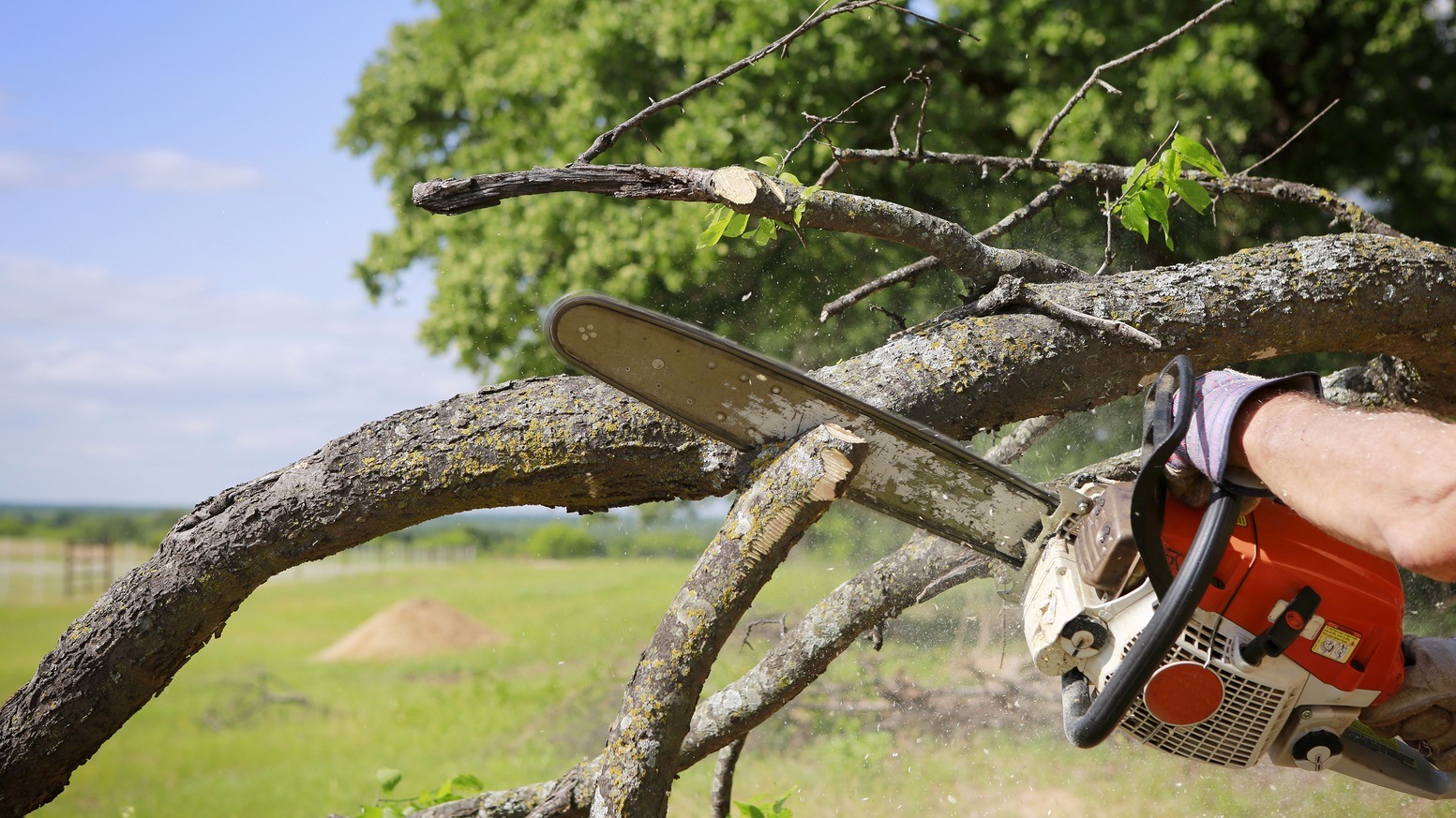 Clark's Stump Removal & Tree Service